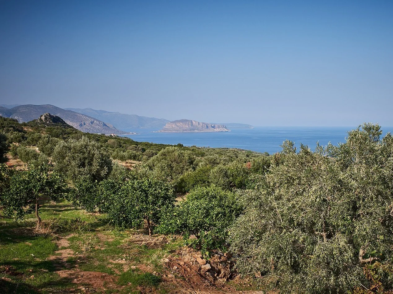 8K Blend Koroneiki Athinolia Organic EVOO — Olive Groves Singapore